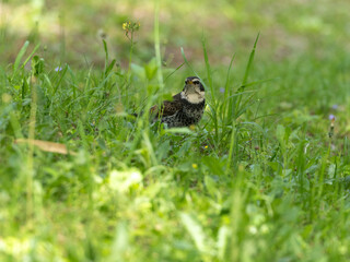 葉っぱの中のツグミ