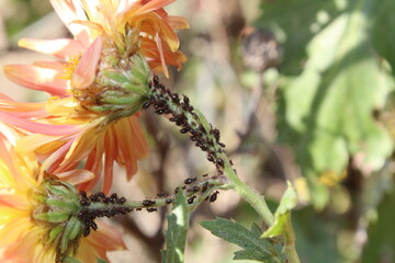 a colony of aphids belongs to Macrosiphoniella or Uroleucon infesting the stem of a chrysanthemum...