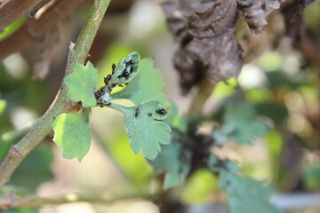 a colony of aphids belongs to Macrosiphoniella or Uroleucon infesting the stem of a chrysanthemum...