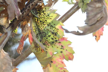 a colony of aphids belongs to Macrosiphoniella or Uroleucon infesting the stem of a chrysanthemum...