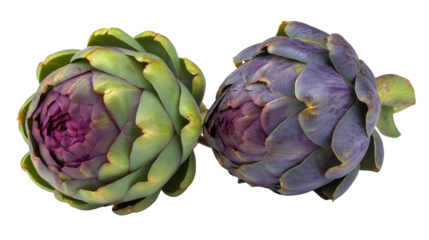 Two vibrant fresh artichoke vegetables with deep purple centers on a stark for cooking