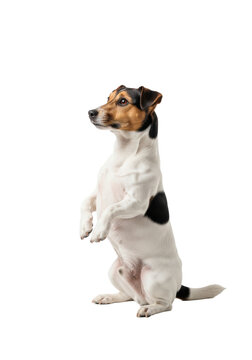 adult jack russell terrier standing on hind legs in a classic begging pose, bright eyes, sharp focus, isolated against a transparent studio background. concept of animal intelligence
