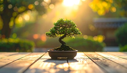 Bonsai Tree in Golden Hour Sunlight on Wooden Table.