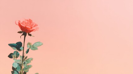 Obraz premium Rose stands tall against a light pink background in a simple setting