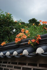 Bright orange trumpet flowers blooming over a traditional Korean wall, blending cultural architecture with vibrant natural beauty.