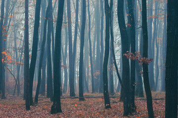 misty autumn forest in the morning