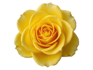 Isolated gorgeous vibrant Yellow Rose blooming showing elegant swirl of petals in garden