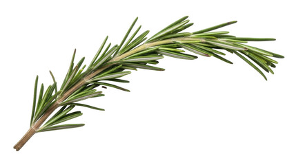 Isolated sprig of fresh green rosemary ready for cooking or as a decoration element