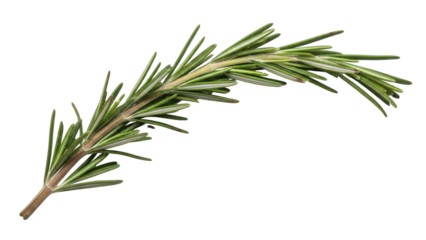 Isolated sprig of fresh green rosemary ready for cooking or as a decoration element