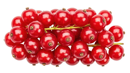 Isolated bunch of glossy red currants, fresh and healthy, ripe and juicy, summer harvest