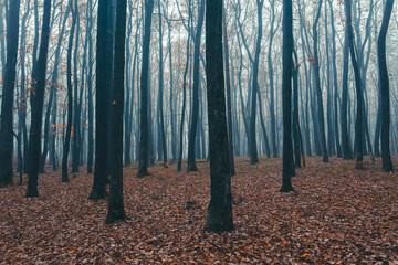 Obraz premium misty autumn forest in the morning 