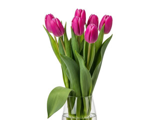 Isolated bunch of pink tulips in clear glass vase a spring bouquet for greeting card