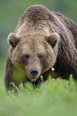 Big massive male bear portrait