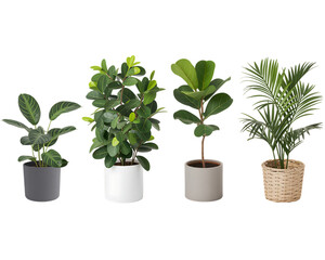 Small potted houseplant with green leaves isolated for home decoration