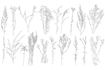 Obraz premium Set of contours different plants and weeds. Vector illustration.