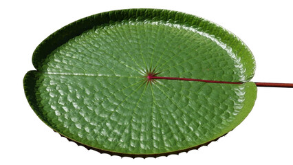 Isolated Giant Water Lily Leaf, a tropical water garden plant with unique veined foliage