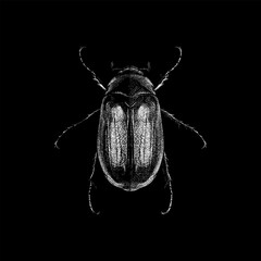 May Beetle, featuring intricate textures and symmetrical body structure. The high-contrast design highlights the beetle’s glossy elytra and delicate legs, creating a striking artwork.