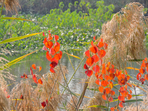Chinese Tallow Tree grass, likely the common reed in Autumn Season - Powered by Adobe