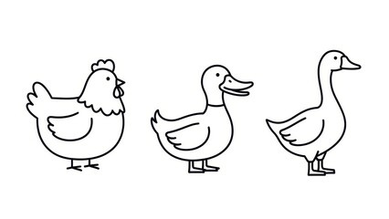 Simple line art of a chicken, duck, and goose, suitable for educational resources and children's