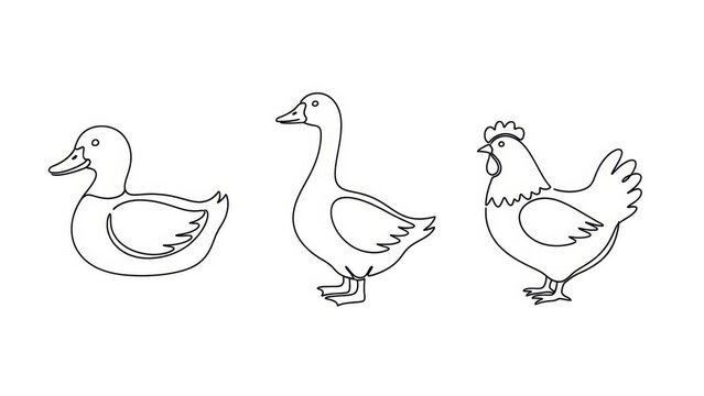 Outlines of duck goose and hen illustration, farm animals isolated over white background