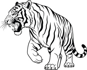 Roaring Tiger Illustration – Isolated on Transparent Background Wild Bengal Tiger Walking Line Art Vector