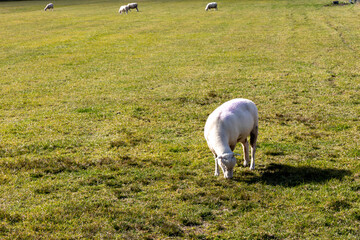 Obraz premium 動物素材 ひつじ