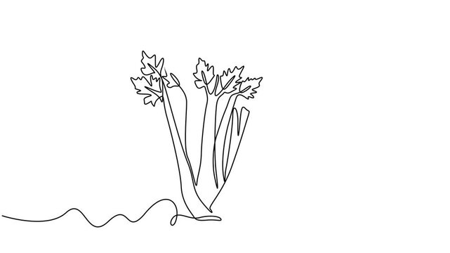 organic raw green celery continuous one line drawing animation, Animated self drawing of single continuous line draw bunch healthy organic green celery for farm logo identity. Fresh marshland plant