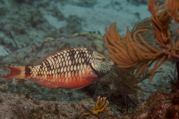 Stoplight Parrotfish Initial Phase Sparisoma Viride in Reef with Copy-Space