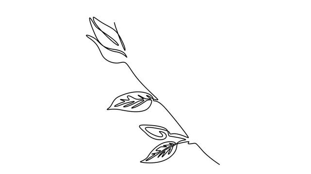 Flower set continuous outline style. Decoration flower, botanical floral element, blossom one line art for wedding, spring concept background. Vector illustration, single, animation, motion, video