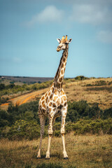 giraffe in africa