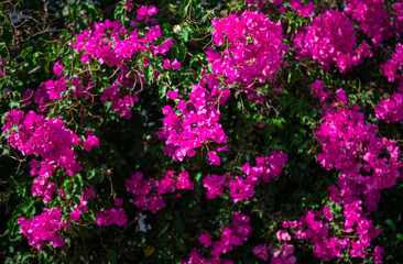 Abstract view of fuchsia pink bougainvillea flowers in the garden