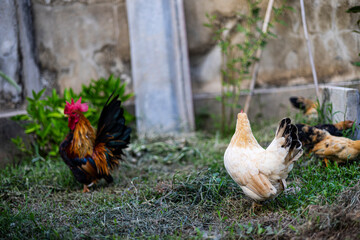 Hen Watches Family In Grassy Field