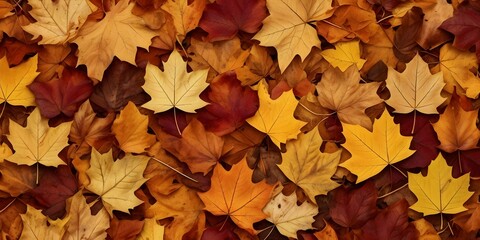 Fototapeta premium Colorful Autumn Leaves Background