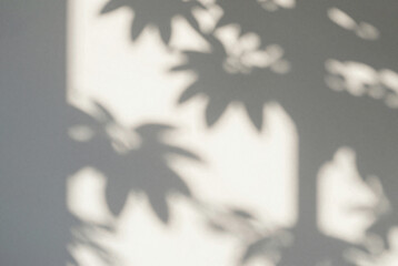 Close up of a shadow of a tree on a wall.
