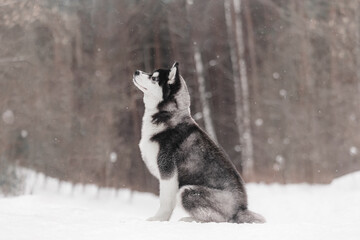Naklejka premium Gray and white Siberian husky sits on snowy ground in a calm forest scene. The dog looks upward attentively, snowflakes gently fall around. The background of bare trees creates soft bokeh, emphasizing