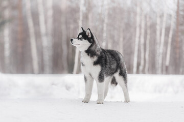 A fluffy young husky with black and white fur stands firmly on snow, ears forward and gaze focused. The calm birch forest behind adds depth, creating a serene winter portrait full of detail 