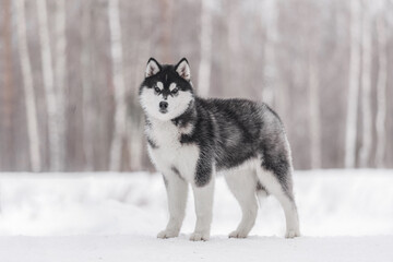 Strong and confident Siberian Husky with thick black and white fur stands on snow against blurred...