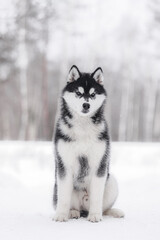 Powerful and proud black and white Husky sitting upright in snowy winter landscape, facing camera with strong posture and dense fur, representing arctic strength.