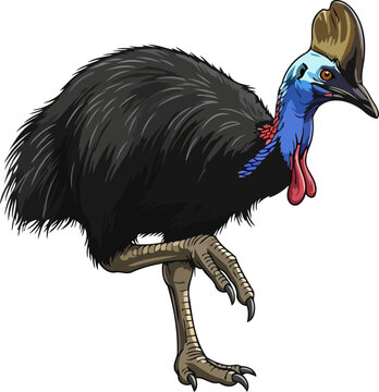rainforest enforcer the cassowarys vibrant persona, a living dinosaur echo, isolated on transparent background