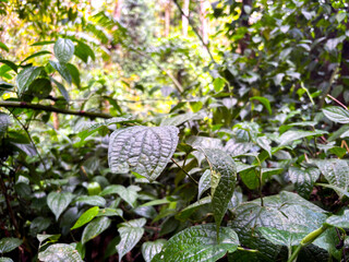 Lush vibrant green tropical jungle foliage with textured leaves glistening in soft natural light in Indonesia's Lore Lindu National Park
