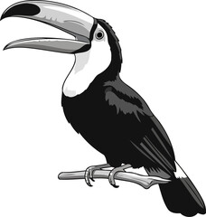 Obraz premium grayscale tropic call stylized toucans bold vocalization, a modern jungle icon, isolated on transparent background
