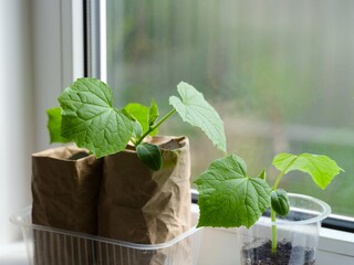 Cucumber plant seedlings growing in containers on a windowsill.
