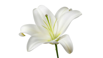 Isolated close-up of a beautiful white lily blossom on its stem, with petals unfurling