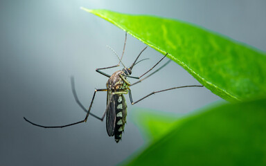 Aedes aegypti mosquito resting on green leaf