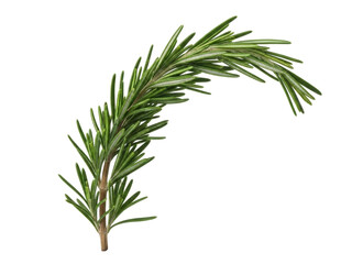 Isolated sprig of fresh rosemary herb for cooking, flavoring, seasoning, and garnish