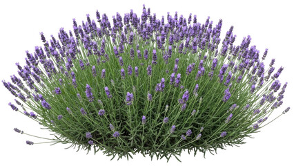 Isolated bunch of blooming lavender with vibrant purple flower spikes and green leaves © Elena