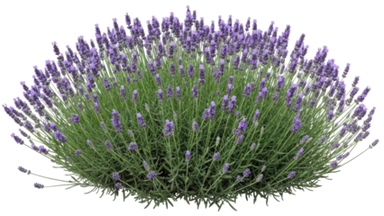 Isolated bunch of blooming lavender with vibrant purple flower spikes and green leaves