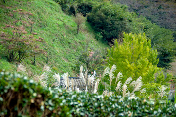 秋の里山の風景
