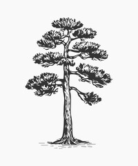 Fototapeta premium Doodle pine tree, fir tree icon sketch drawing, engraved illustration.
