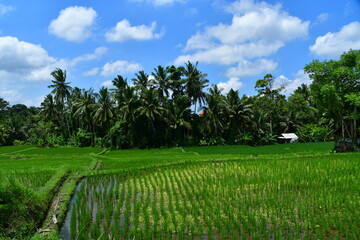 Obraz premium インドネシアバリ島 ウブドの風景